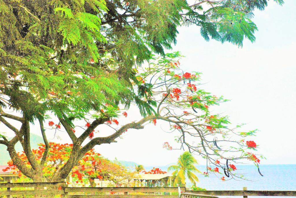 Bungalow Papaye Pointe-Noire Dış mekan fotoğraf